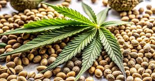 Ultimate Guide to Cannabis Seeds Oregon Cultivation Tips and Resources Ultimate Guide to Cannabis Seeds Oregon Cultivation Tips and Resources
